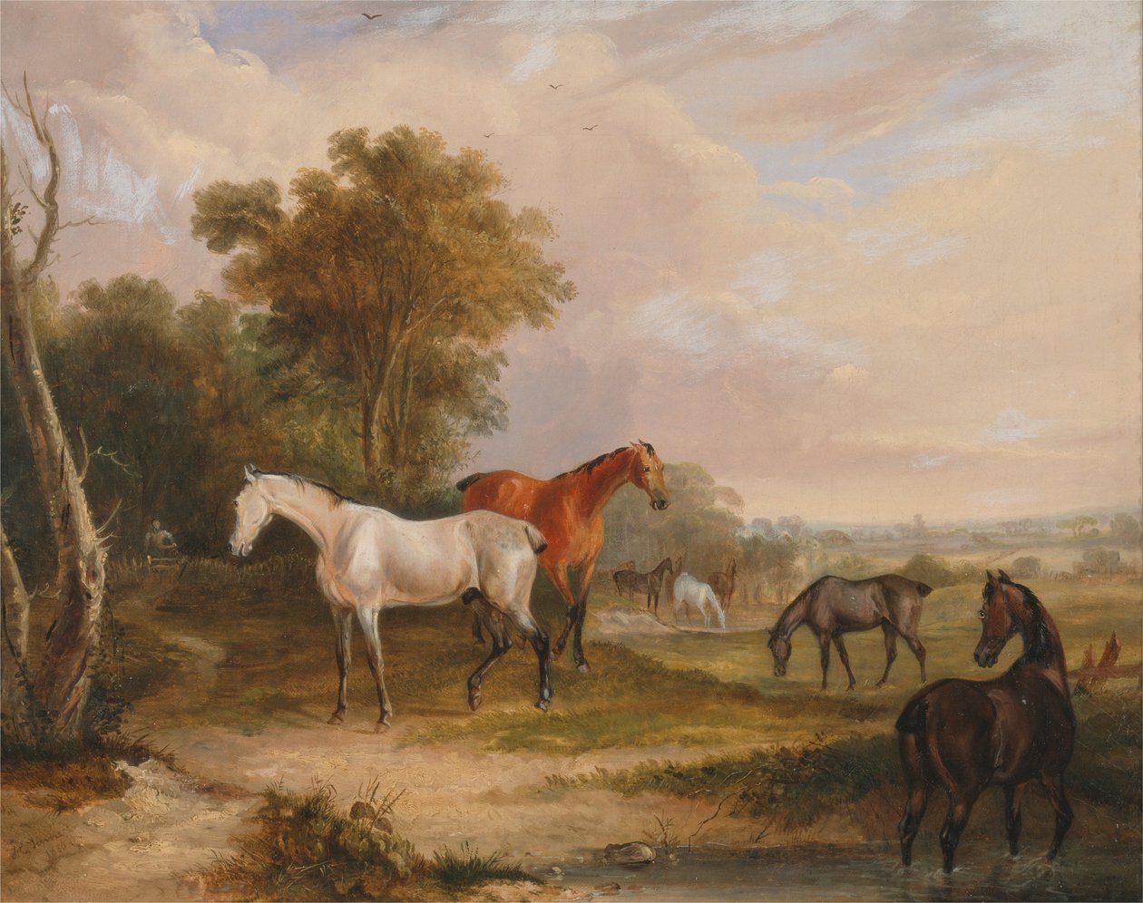 Pferde beim Grasen: Ein grauer Hengst grast mit Stuten auf einer Wiese von Francis Calcraft Turner