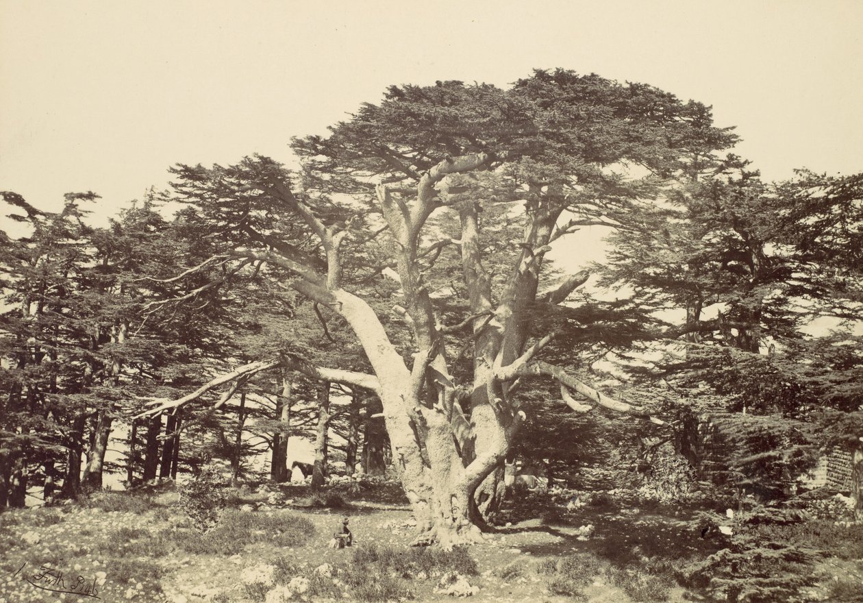 Der größte der Zedern, Berg Libanon, 1857 von Francis Frith