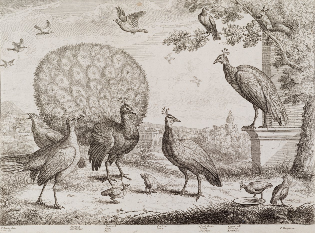 Gruppe von Vögeln mit Pfau von Francis Place