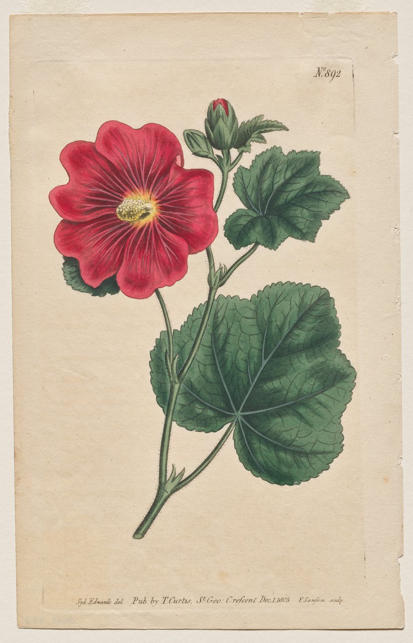 The Botanical Magazine or Flower Garden Displayed: Tafel 892, Althaea Flexuosa. Seringapatam Eine Stockrose. [Althea rosea] von Francis Sansom