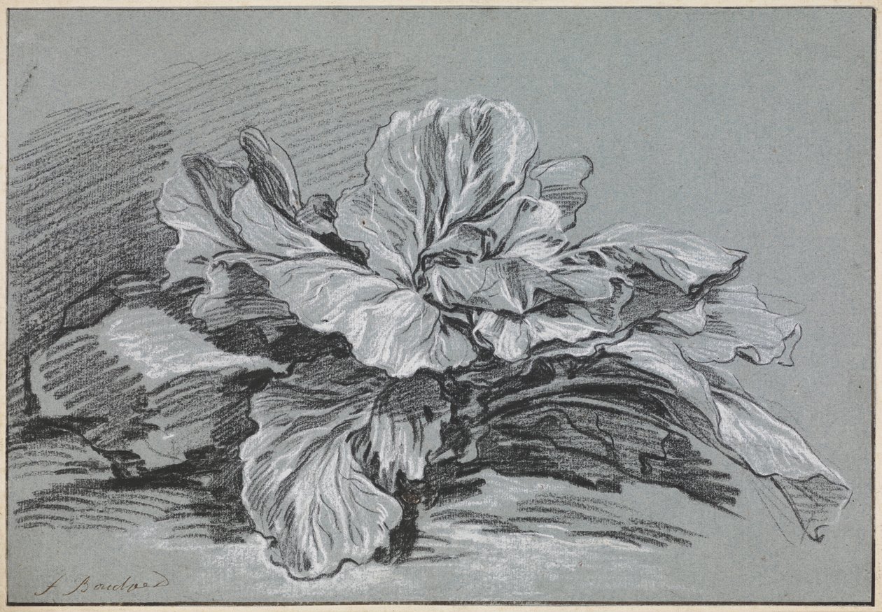 Studie eines Kohls von François Boucher