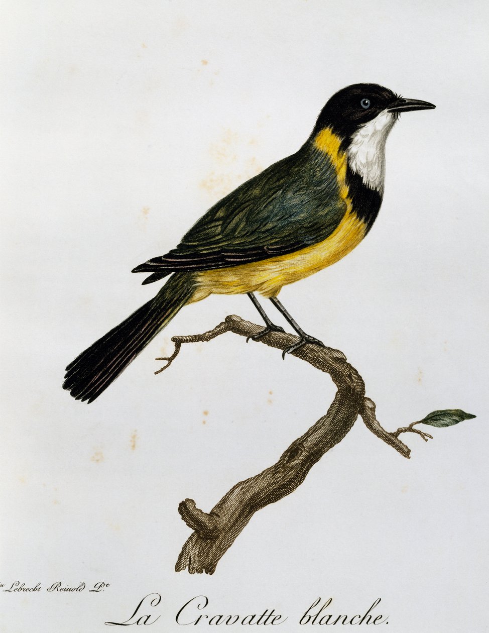 Goldflöter (Pachycephala pectoralis), Gravur aus Histoire Naturelle des Oiseaux d