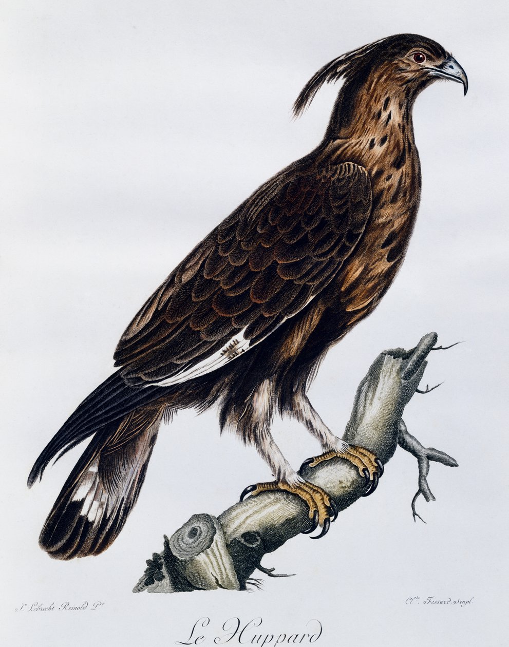 Langschopfadler, Gravur aus Histoire Naturelle des Oiseaux d