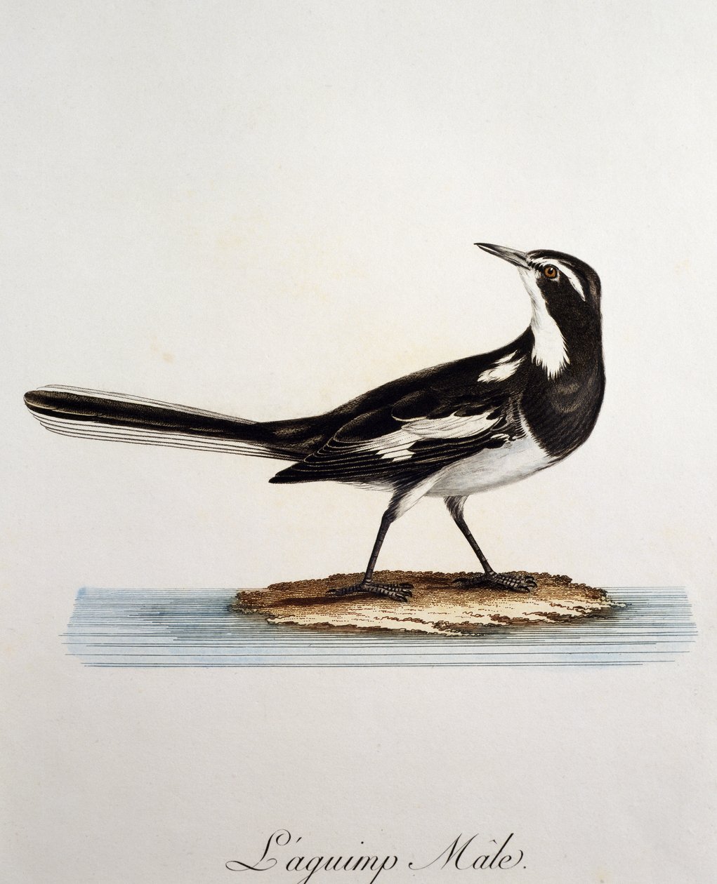 Männliche Afrikanische Bachstelze (Motacilla aguimp), Gravur aus Histoire Naturelle des Oiseaux d
