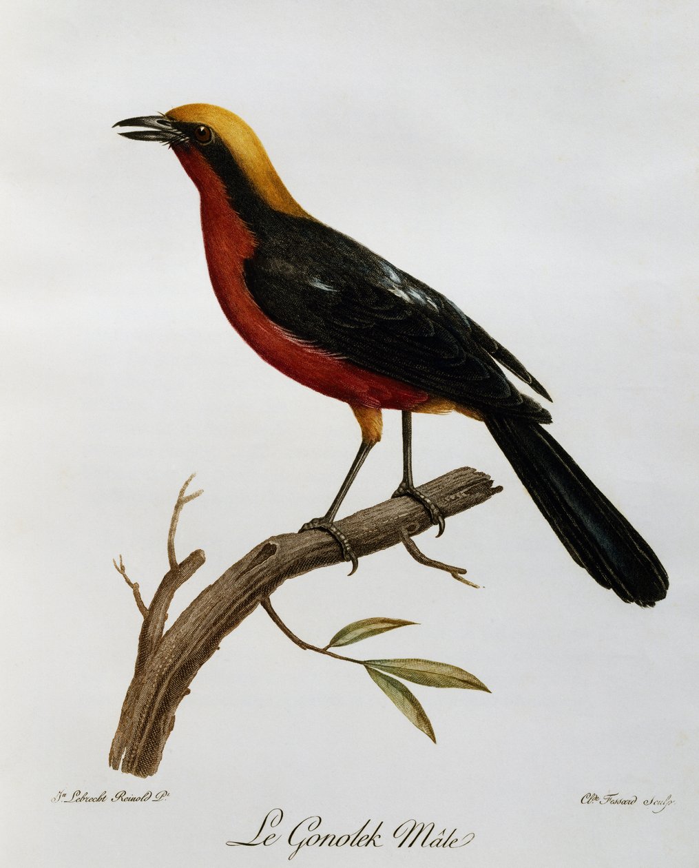 Männlicher Gemeiner Gonolek (Laniarius barbarus), Gravur aus Histoire Naturelle des Oiseaux d