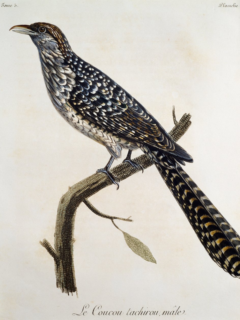 Männlicher Coucou tachirou, Stich aus Histoire Naturelle des Oiseaux d