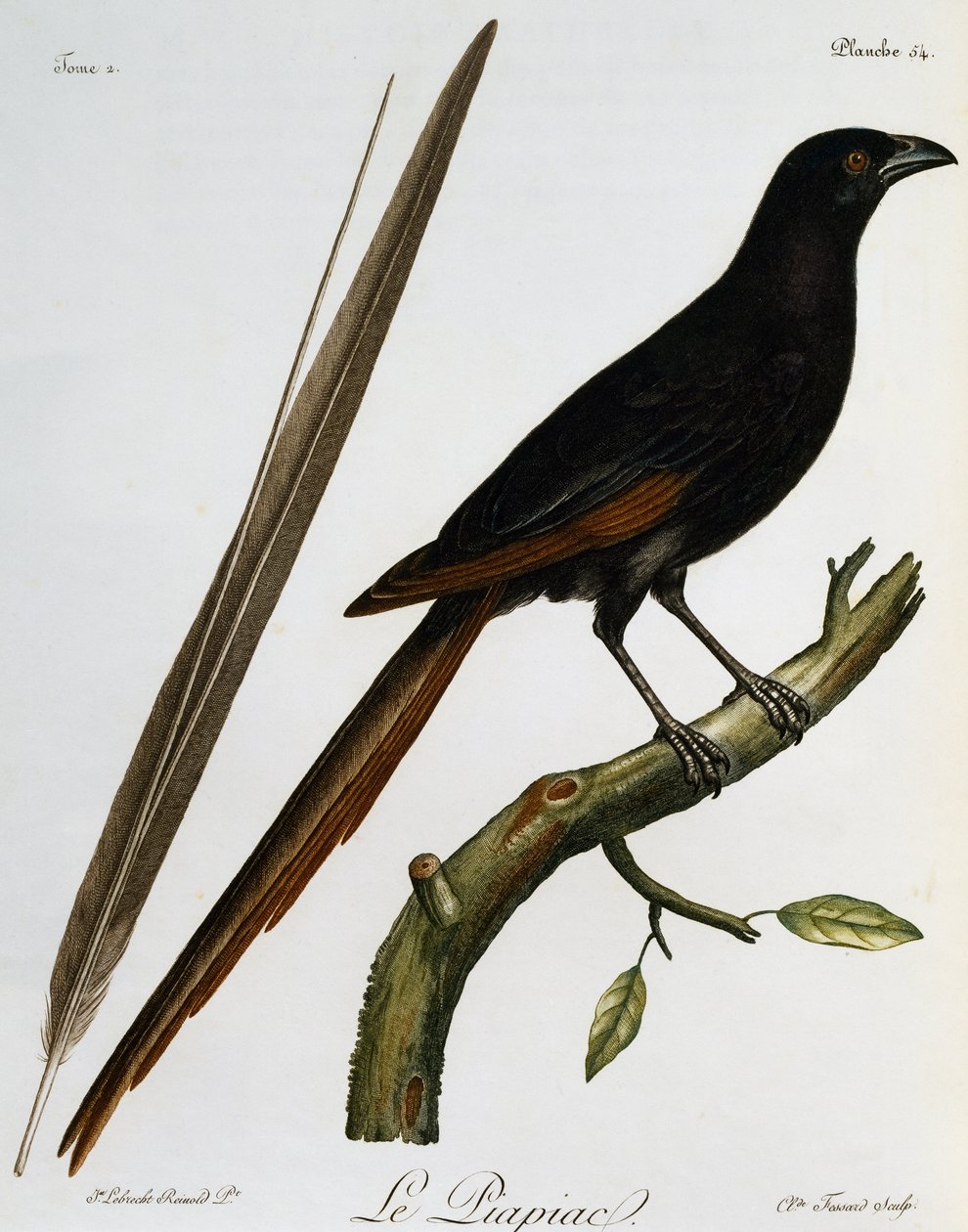 Piapiac (Ptilostomus afer), Stich aus Histoire Naturelle des Oiseaux d ...