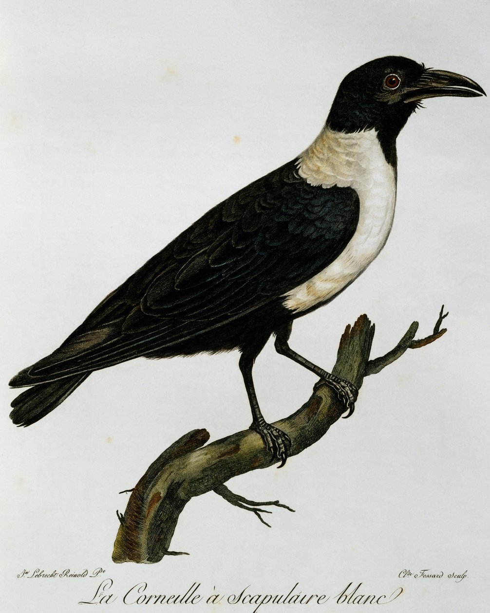 Halsbandkrähe (Corvus albus), Gravur aus Histoire Naturelle des Oiseaux d