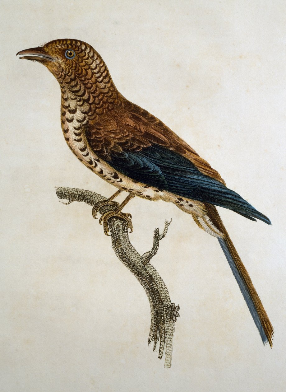 Rotkappenlerche (Calandrella cinerea), Stich aus Histoire Naturelle des Oiseaux d