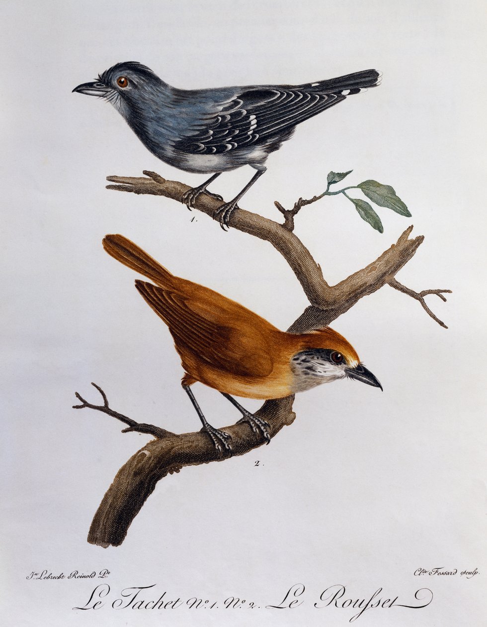 Tachet und unten Rousset, Gravur aus Histoire Naturelle des Oiseaux d
