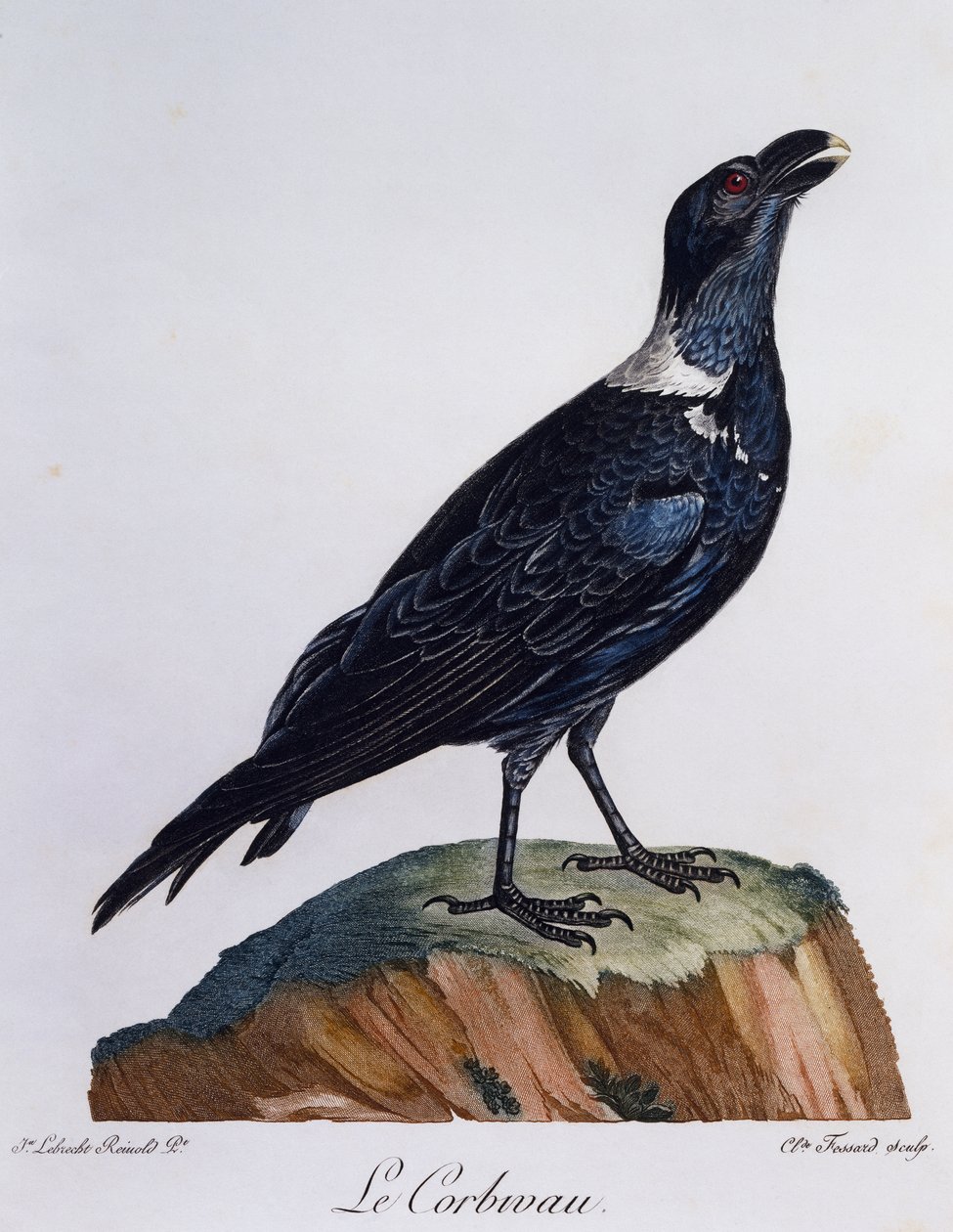 Weißnacken-Rabe (Corvus albicollis), Stich aus Histoire Naturelle des Oiseaux d