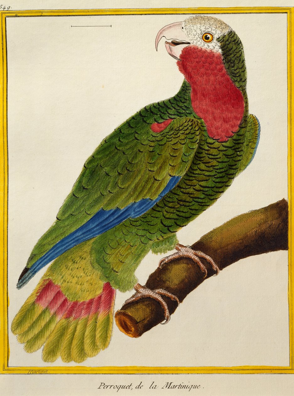 Kubapapagei, aus Histoire naturelle des oiseaux von Francois Nicolas Martinet