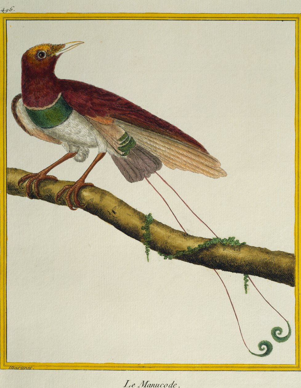 Königs-Paradiesvogel (Cicinnurus regius), aus der Histoire naturelle des oiseaux von Francois Nicolas Martinet