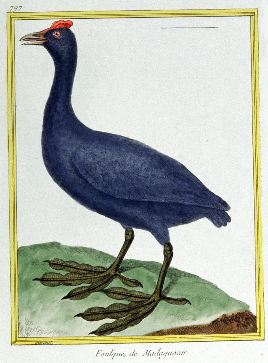 Wissenschaft. Zoologie. Rotknopfente (aus Madagaskar). Gravur von Francois Nicolas Martinet in: Histoire naturelle des oiseaux, von Georges Louis Leclerc de Buffon, Frankreich, ca. 1777 von Francois Nicolas Martinet
