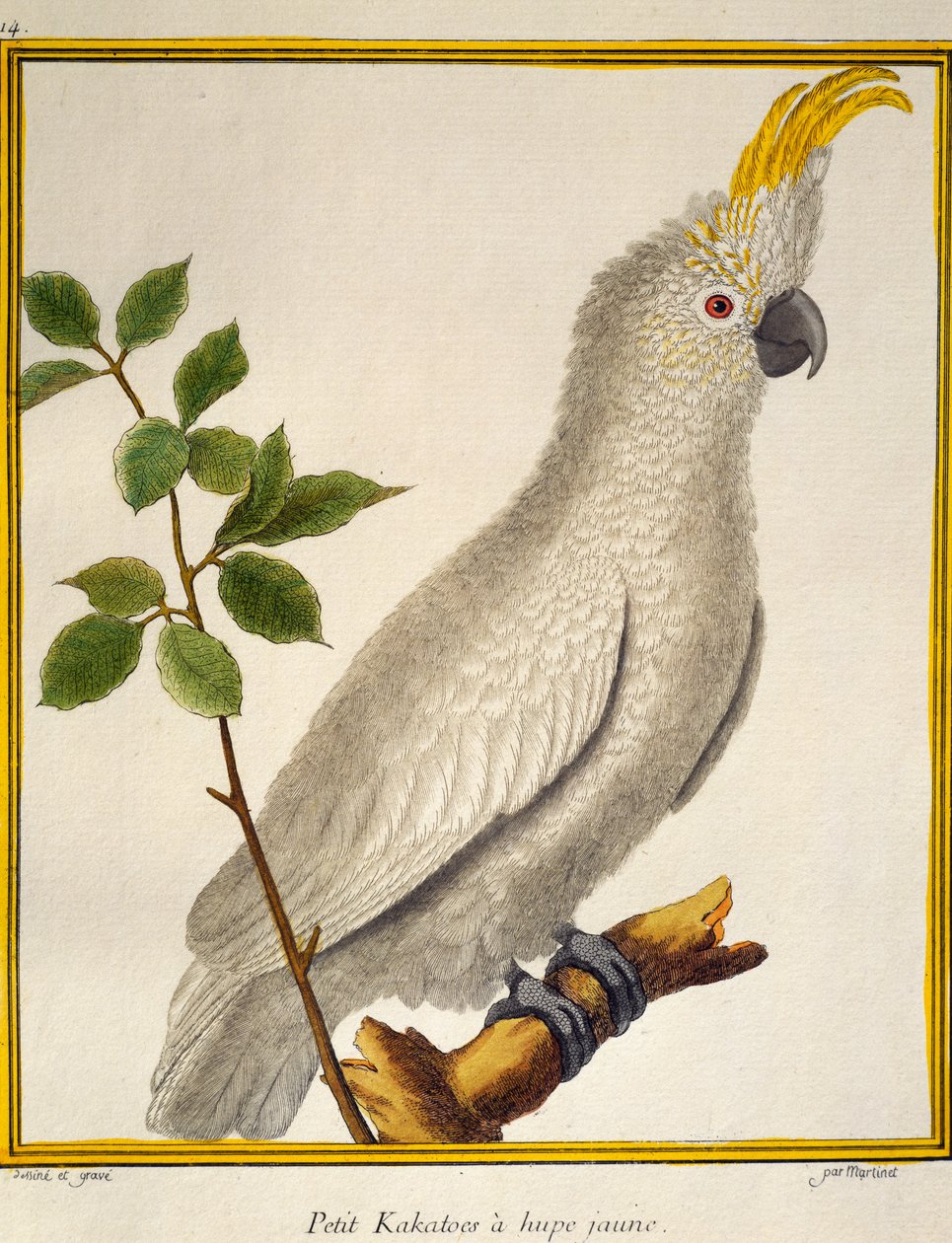 Gelbhaubenkakadu (Cacatua sulphurea), aus Histoire naturelle des oiseaux von Francois Nicolas Martinet
