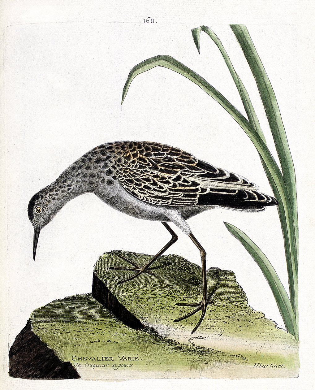 Zoologische Tafel (Ornithologie): Kampfläufer (Philomachus pugnax). Illustration in „Die Geschichte der Vögel, gemalt in ihren erscheinenden und empfindlichen Aspekten“ von Francois Nicolas Martinet (1731-1800). Private Sammlung von Francois Nicolas Martinet