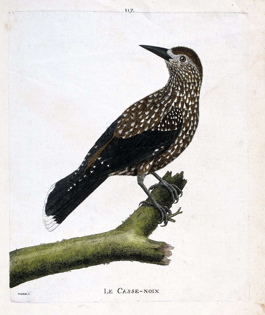 Zoologische Tafel (Ornithologie): Der Tannenhäher (Nucifraga caryocatactes) auf einem Ast. Illustration in „Die Geschichte der Vögel, gemalt in ihren erscheinenden und empfindlichen Aspekten“ von Francois Nicolas Martinet (1731-1800). Private Sammlung von Francois Nicolas Martinet