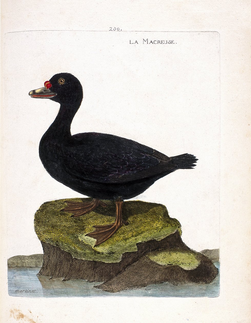Zoologische Tafel (Ornithologie): Die Trauerente (Melanitta nigra). Illustration in „Die Geschichte der Vögel“ von Francois Nicolas Martinet (1731-1800). Private Sammlung. von Francois Nicolas Martinet