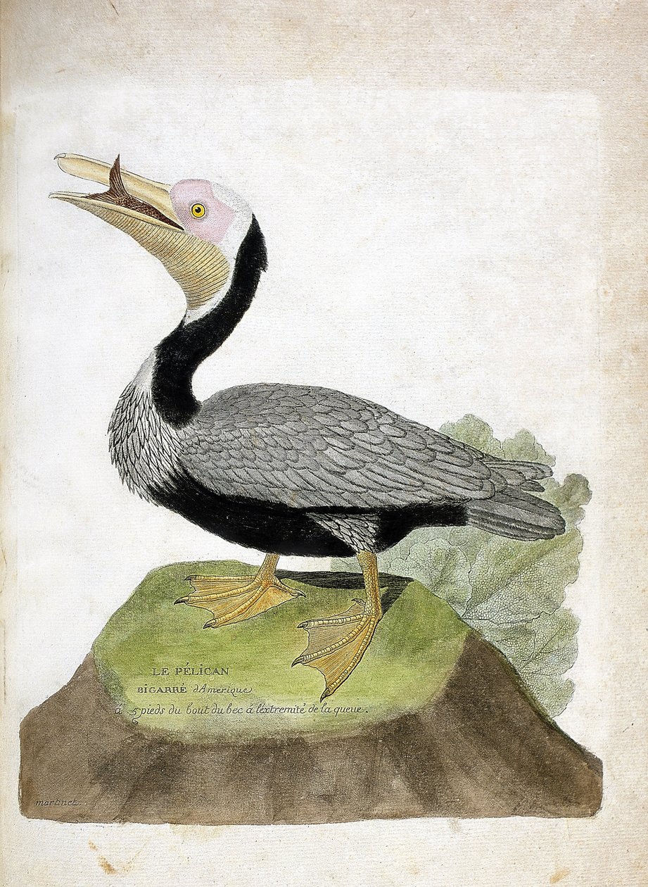 Zoologische Tafel (Ornithologie): Amerikanischer brauner Pelikan (Brauner Pelikan oder Pelecanus occidentalis). Illustration in „Die Geschichte der Vögel, gemalt in ihren erscheinenden und empfindlichen Aspekten“ von Francois Nicolas Martinet (1731-1800). von Francois Nicolas Martinet
