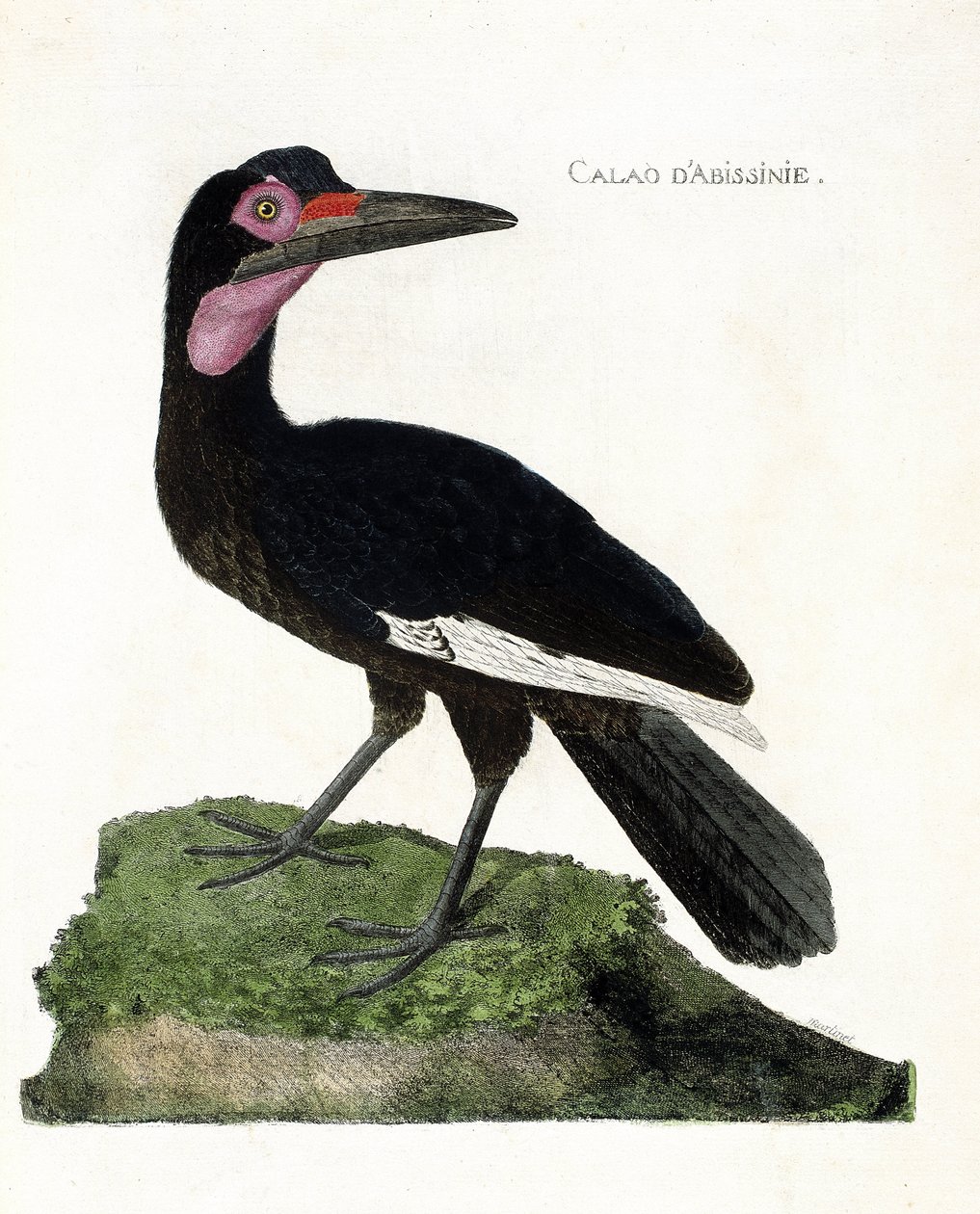 Zoologische Tafel (Ornithologie): Abessinischer Hornvogel (Bucorvus abyssinicus). Illustration in „Die Geschichte der Vögel, gemalt in ihren erscheinenden und empfindlichen Aspekten“ von Francois Nicolas Martinet (1731-1800). Private Sammlung von Francois Nicolas Martinet