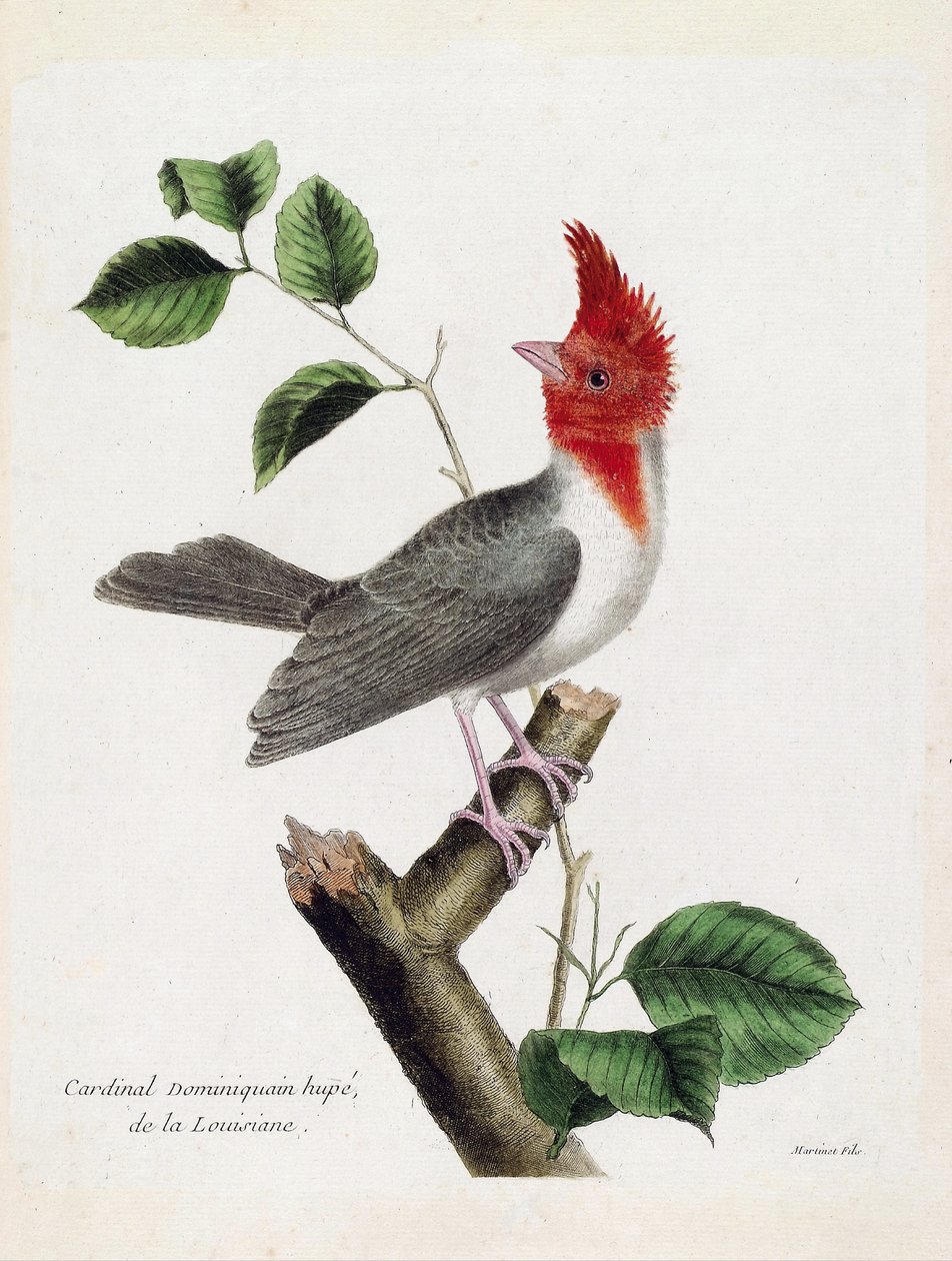 Zoologische Tafel (Ornithologie): Dominikanerkardinal (Parare Huppe oder Paroaria coronata) auf einem Ast. Illustration in „Die Geschichte der Vögel, gemalt in ihren erscheinenden und empfindlichen Aspekten“ von Francois Nicolas Martinet (1731-1800). Priva von Francois Nicolas Martinet