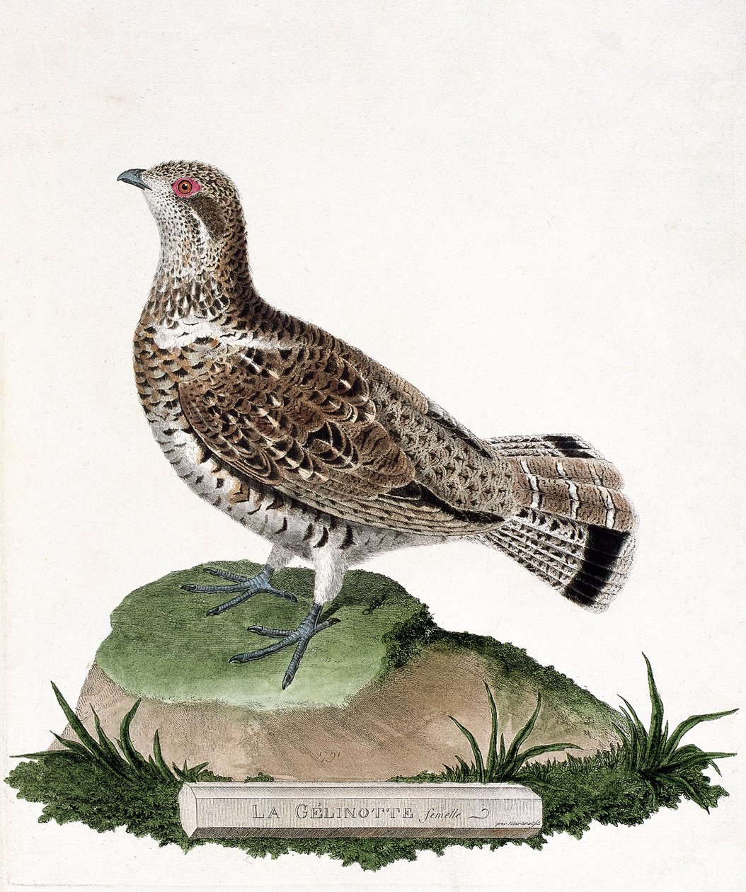 Zoologische Tafel (Ornithologie): Weibliche Haselhuhn (Bonasa bonasia). Illustration in „Die Geschichte der Vögel, gemalt in ihren erscheinenden und empfindlichen Aspekten“ von Francois Nicolas Martinet (1731-1800). Private Sammlung von Francois Nicolas Martinet