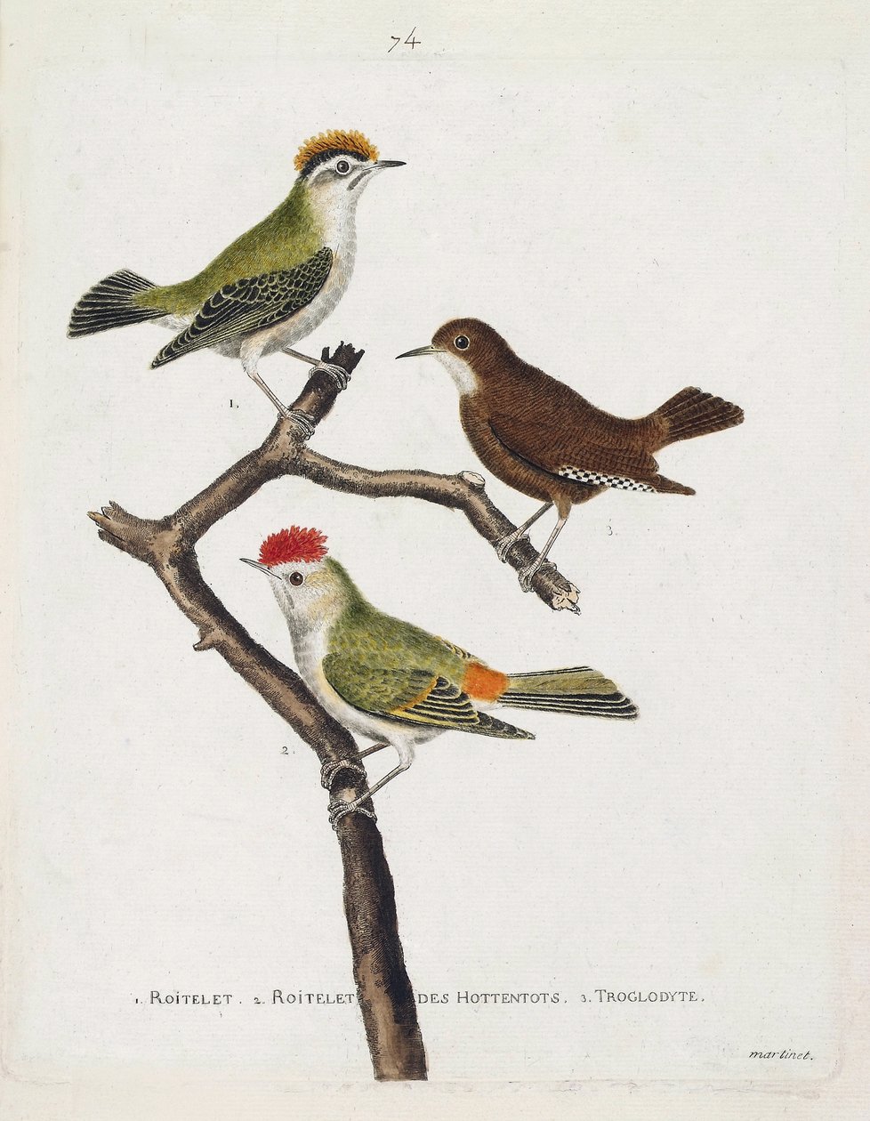 Zoologische Tafel (Ornithologie). Von oben nach unten: Wintergoldhähnchen (Wintergoldhähnchen oder Regulus regulus), Zaunkönig (Zaunkönig oder Troglodytes troglodytes) und Hottentottenkönig (Rubinkrone) auf einem Ast. Illustration in „Die Geschichte der Vö von Francois Nicolas Martinet