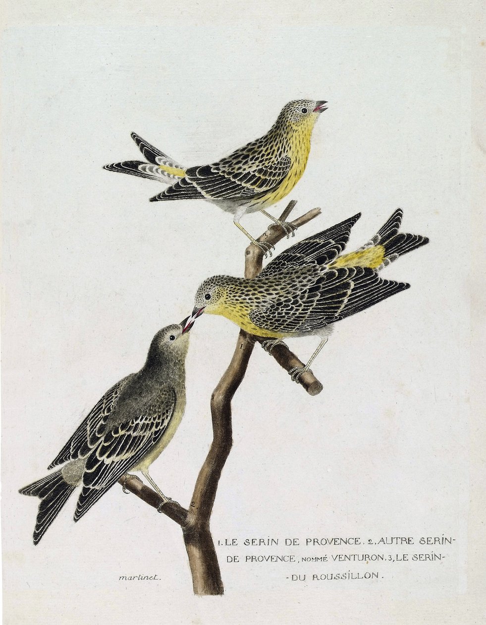 Zoologische Tafel (Ornithologie): Von oben nach unten: Serin du Roussillon (Serin Cini oder Serinus serinus) auf einem Ast, der Serin de Provence (Venturon montagnard oder Serinus citrinella) und andere Serin de Provence. Illustration in „Die Geschichte de von Francois Nicolas Martinet