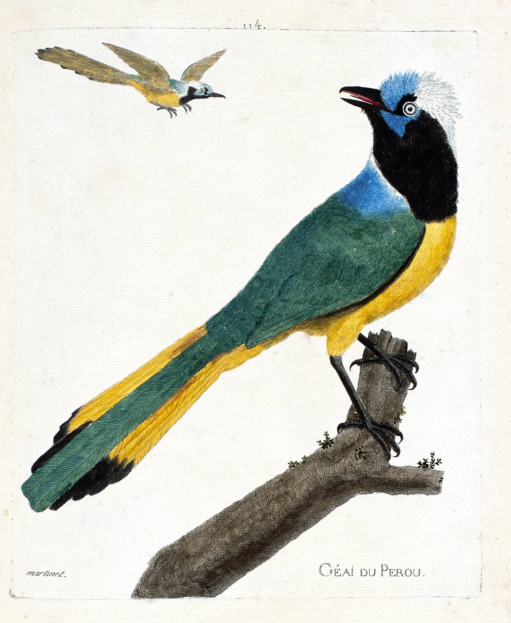 Zoologische Tafel (Ornithologie): Peru-Jay (Grün-Jay oder Cyanocorax yncas) auf einem Ast. Illustration in „Die Geschichte der Vögel, gemalt in ihren erscheinenden und empfindlichen Aspekten“ von Francois Nicolas Martinet (1731-1800). Private Sammlung von Francois Nicolas Martinet