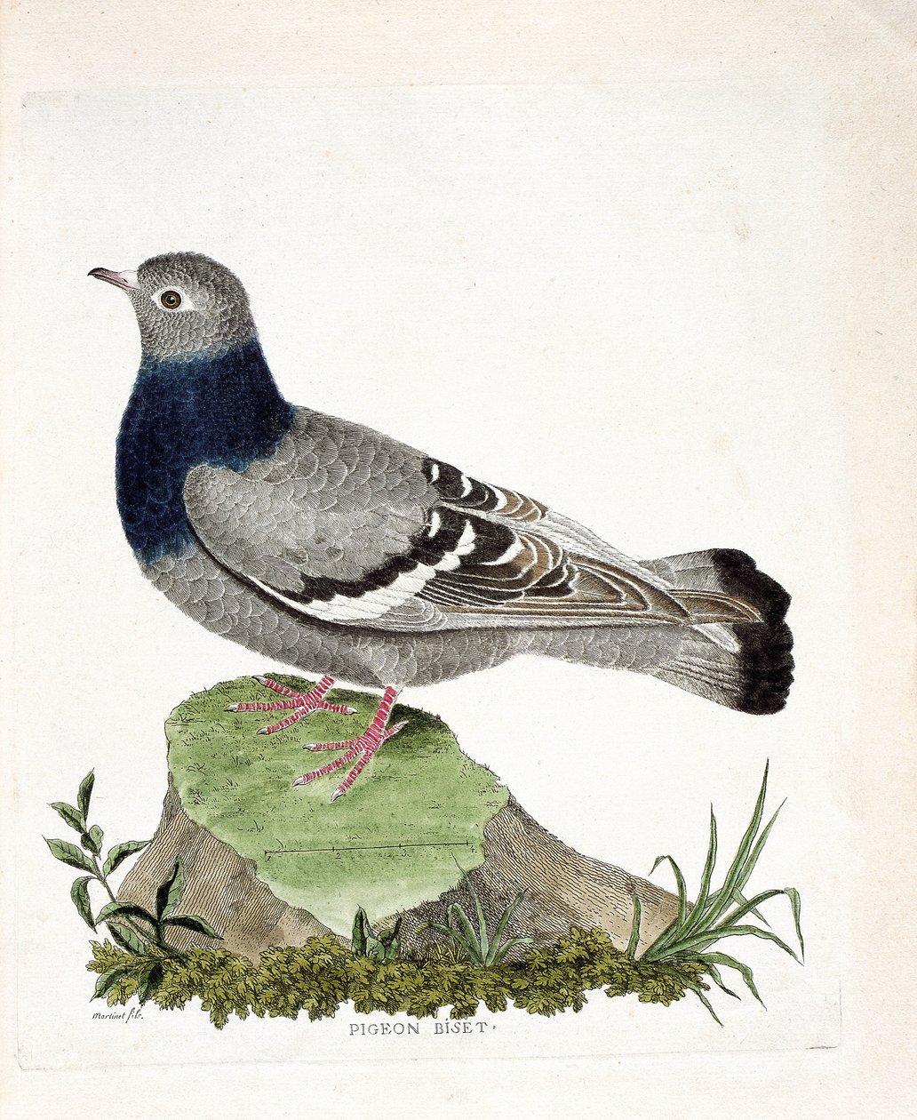 Zoologische Tafel (Ornithologie): Felsentaube (Columba livia). Illustration in „Die Geschichte der Vögel, gemalt in ihren erscheinenden und empfindlichen Aspekten“ von Francois Nicolas Martinet (1731-1800). Private Sammlung von Francois Nicolas Martinet