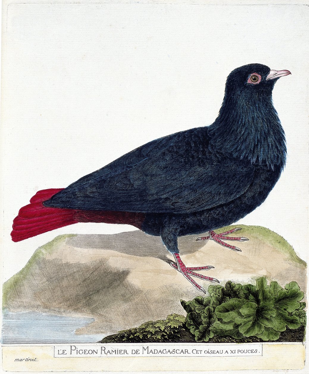 Zoologische Tafel (Ornithologie): Die Madagaskar-Taube (Blauer Founingo oder Alectroenas madagascariensis). Illustration in „Die Geschichte der Vögel, gemalt in ihren erscheinenden und empfindlichen Aspekten“ von Francois Nicolas Martinet (1731-1800). von Francois Nicolas Martinet