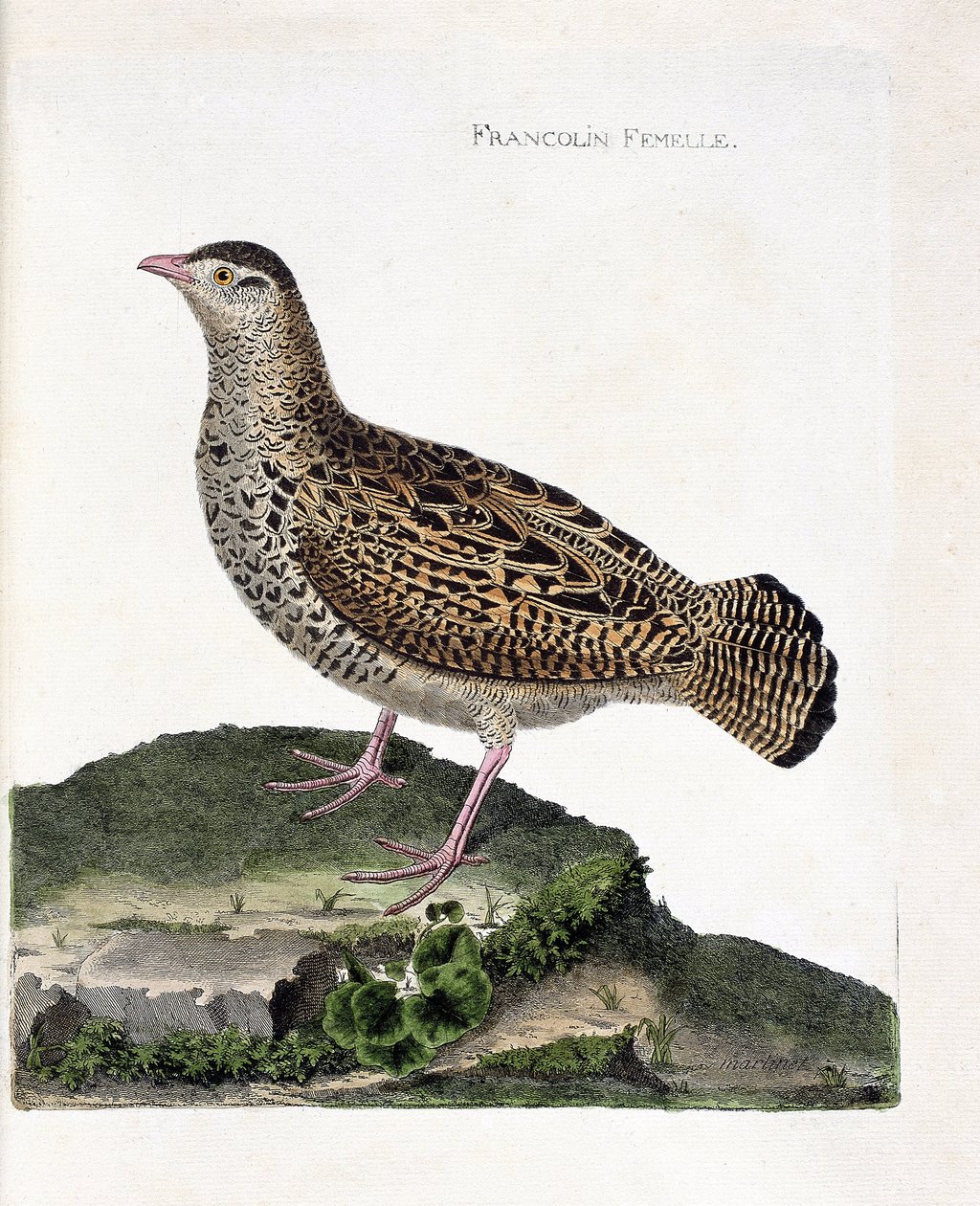 Zoologische Tafel (Ornithologie): Das weibliche Frankolin (schwarzer Frankolin oder Francolinus francolinus). Illustration in „Die Geschichte der Vögel, gemalt in ihrem Erscheinungsbild und empfindlichen Aspekten“ von Francois Nicolas Martinet (1731-1800) von Francois Nicolas Martinet