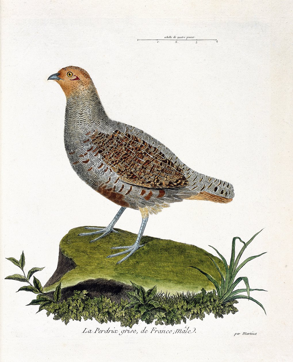 Zoologische Tafel (Ornithologie): Das graue Rebhuhn Frankreichs, männlich (graues Rebhuhn oder Rebhuhn). Illustration in „Die Geschichte der Vögel, gemalt in ihren erscheinenden und empfindlichen Aspekten“ von Francois Nicolas Martinet (1731-1800). von Francois Nicolas Martinet
