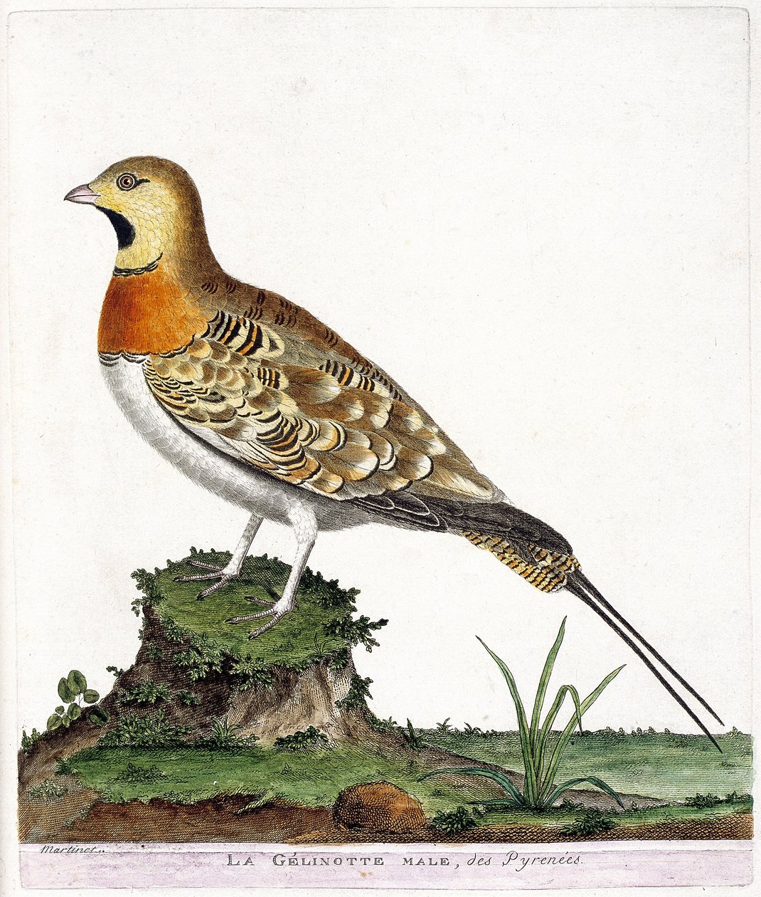 Zoologische Tafel (Ornithologie): Der männliche Gelinotte der Pyrenäen (Ganga cata oder Pterocles alchata). Illustration in „Die Geschichte der Vögel, gemalt in ihren erscheinenden und empfindlichen Aspekten“ von Francois Nicolas Martinet (1731-1800). Priv von Francois Nicolas Martinet