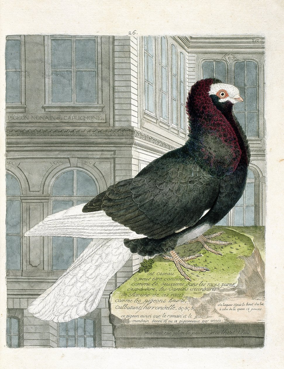 Zoologische Tafel (Ornithologie): Die Nonne oder Kapuzinertaube (Zwergtaube oder Columba livia). Illustration in „Die Geschichte der Vögel, gemalt in ihren erscheinenden und empfindlichen Aspekten“ von Francois Nicolas Martinet (1731-1800). von Francois Nicolas Martinet