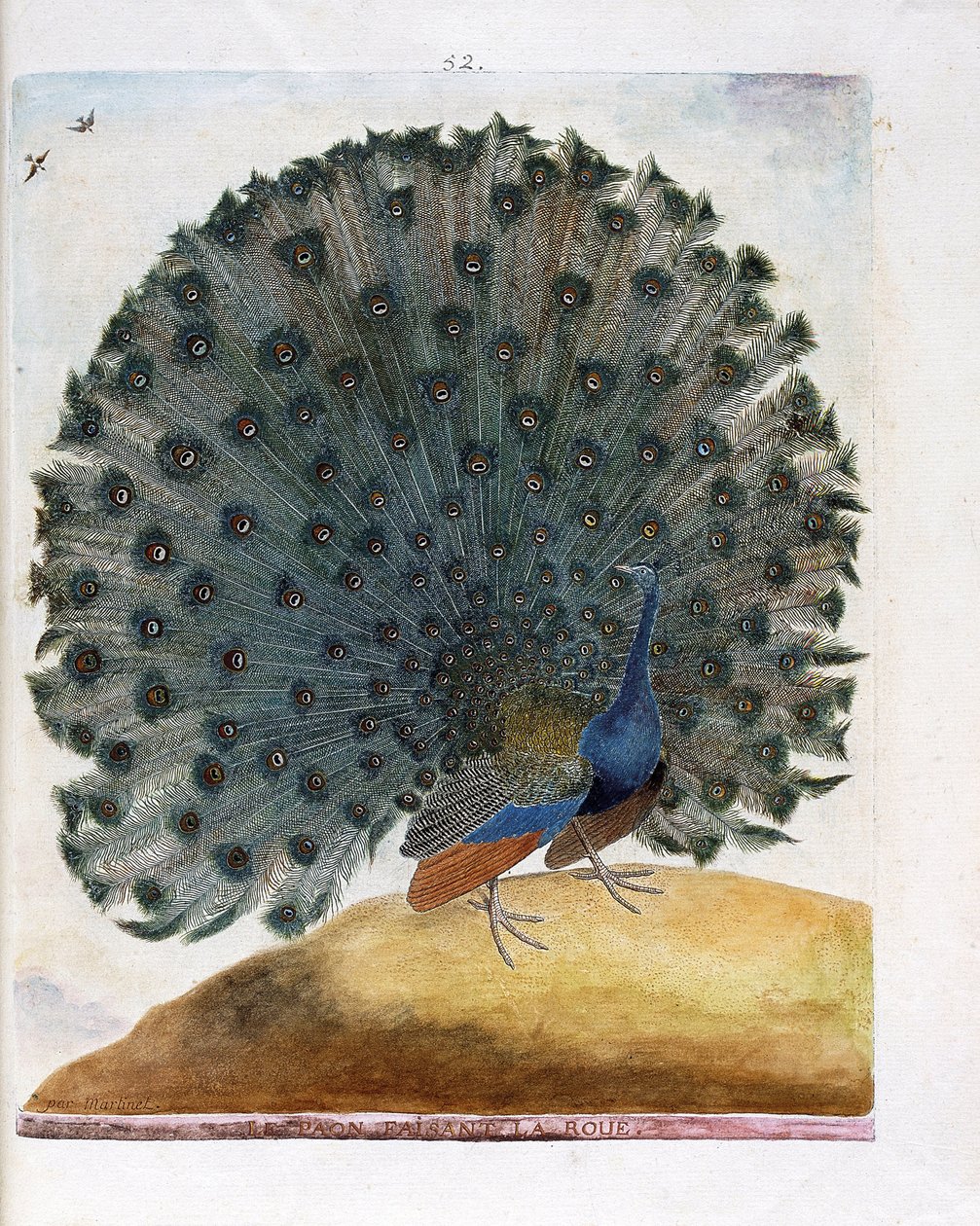 Zoologische Tafel (Ornithologie): Der Pfau, der das Rad schlägt (Blauer Pfau oder Pavo cristatus). Illustration in „Die Geschichte der Vögel, gemalt in ihren erscheinenden und empfindlichen Aspekten“ von Francois Nicolas Martinet (1731-1800). Private Samml von Francois Nicolas Martinet