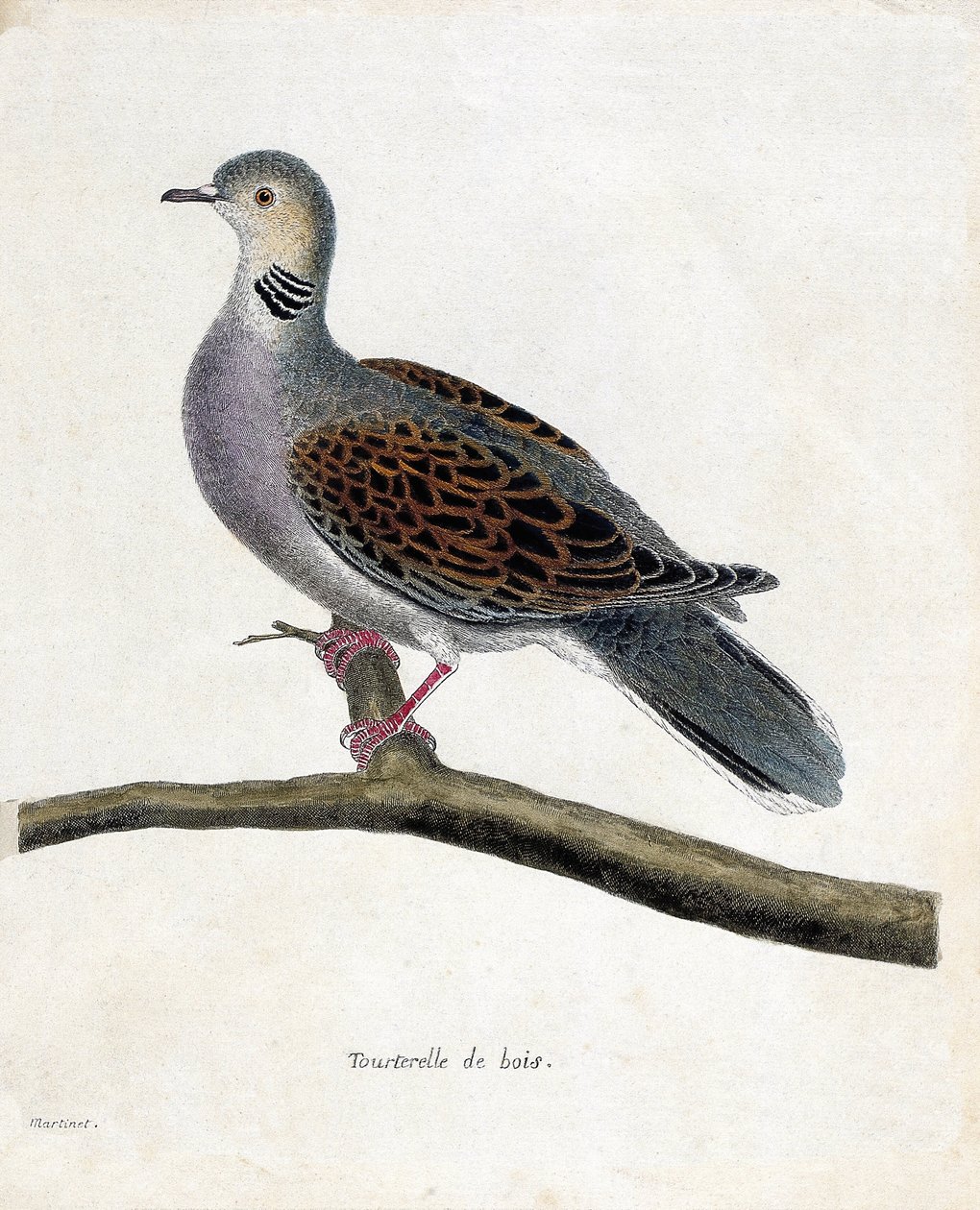 Zoologische Tafel (Ornithologie): Turteltaube (Streptopelia turtur) auf einem Ast. Illustration in „Die Geschichte der Vögel“ von Francois Nicolas Martinet (1731-1800). Private Sammlung. von Francois Nicolas Martinet