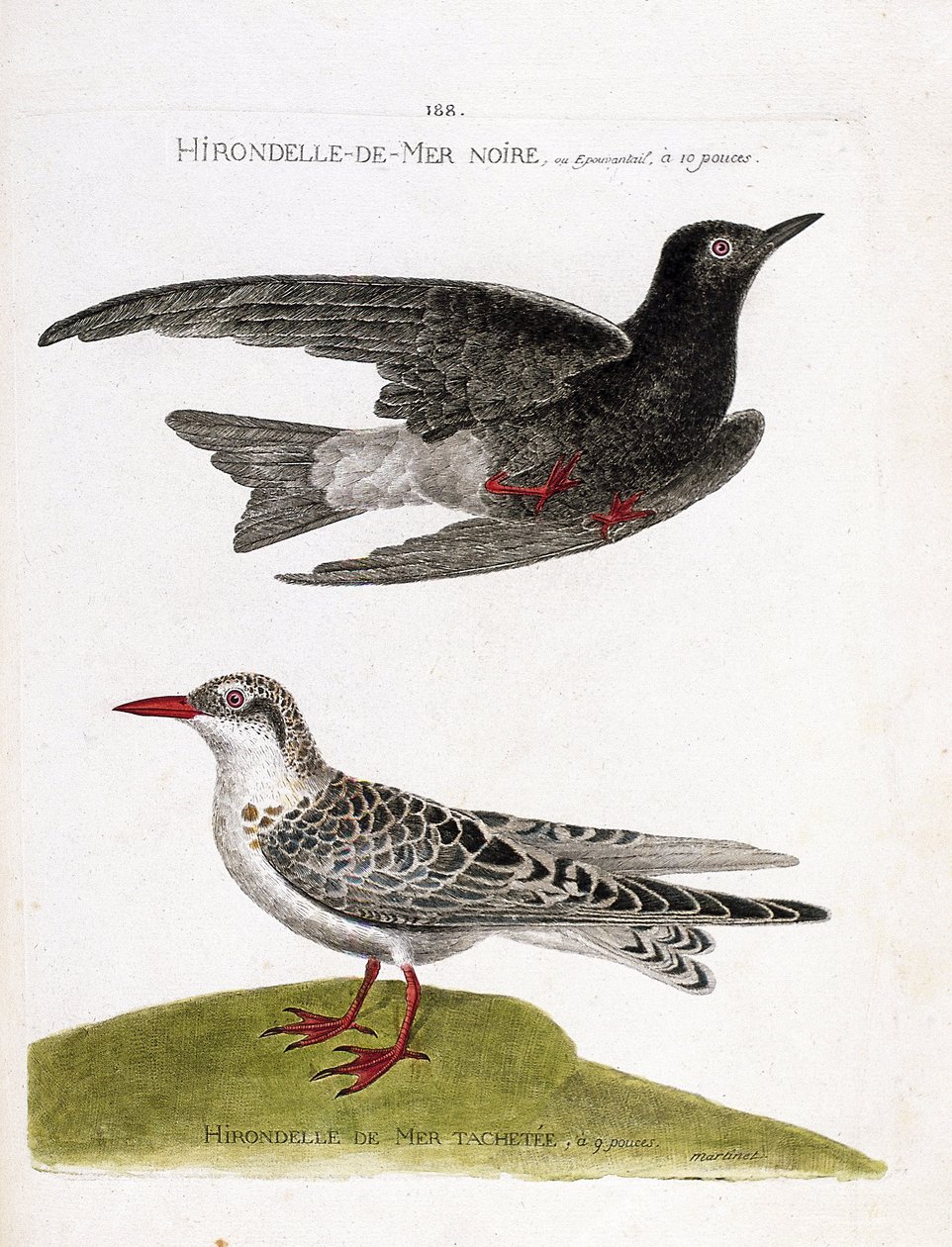 Zoologische Tafel (Ornithologie): Schwarze Seeschwalbe (Chlidonias niger) im Flug und gefleckte Seeschwalbe (Chlidonias hybrida). Illustration in „Die Geschichte der Vögel, gemalt in ihren erscheinenden und empfindlichen Aspekten“ von Francois Nicolas Mart von Francois Nicolas Martinet