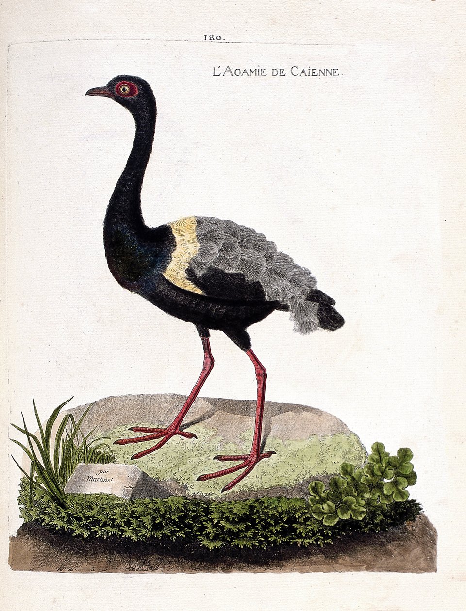 Zoologische Tafel (Ornithologie): Der Trompetervogel (Psophia crepitans). Illustration in „Die Geschichte der Vögel, gemalt in ihren erscheinenden und empfindlichen Aspekten“ von Francois Nicolas Martinet (1731-1800). Private Sammlung. von Francois Nicolas Martinet