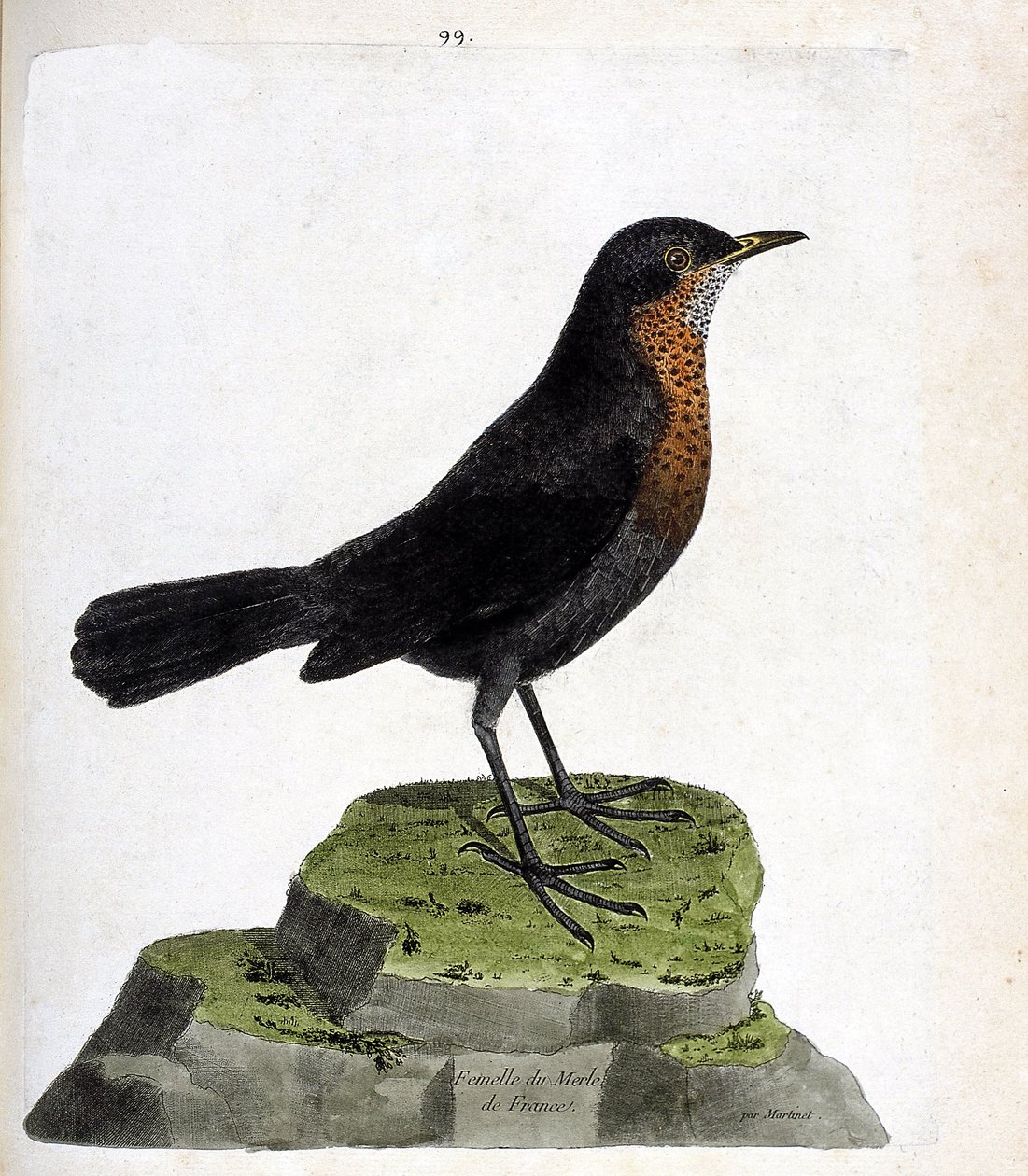 Zoologische Tafel (Ornithologie): Weibliche Amsel (Turdus merula). Illustration in „Die Geschichte der Vögel“ von Francois Nicolas Martinet (1731-1800). Private Sammlung. von Francois Nicolas Martinet