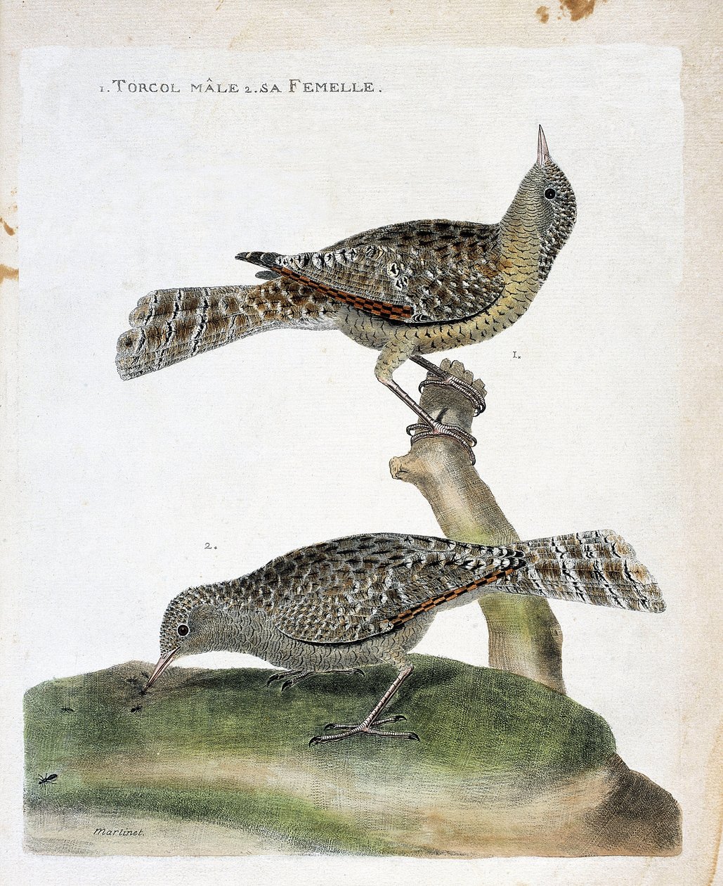 Zoologische Tafel (Ornithologie): Der männliche Wendehals und sein Weibchen (Wendehals oder Jynx torquilla). Illustration in „Die Geschichte der Vögel, gemalt in ihren erscheinenden und empfindlichen Aspekten“ von Francois Nicolas Martinet (1731-1800). Pri von Francois Nicolas Martinet