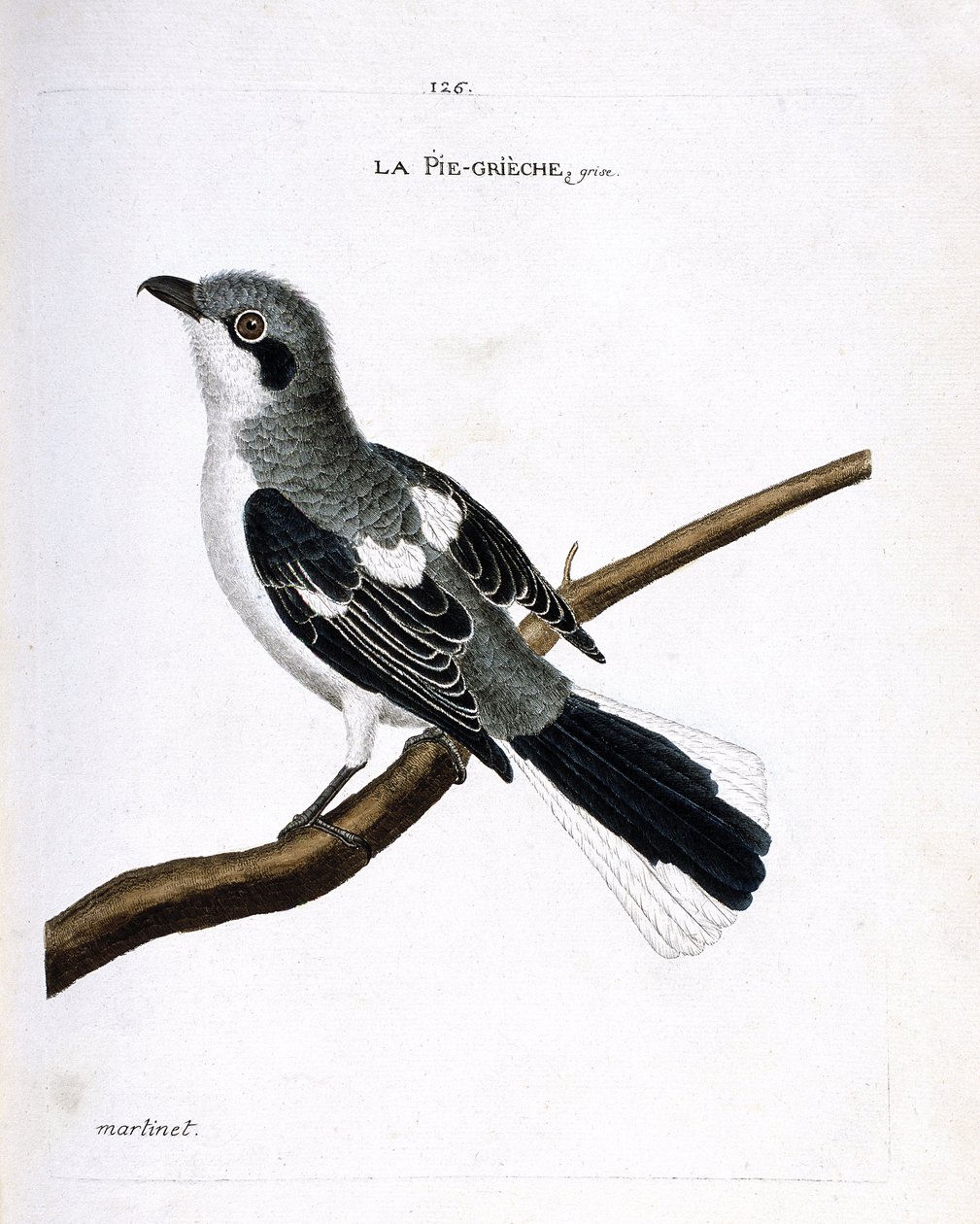 Zoologische Tafel (Ornithologie): Grauer Würger (Grauer Würger oder Lanius excubitor) auf einem Ast. Illustration in „Die Geschichte der Vögel, gemalt in ihren erscheinenden und empfindlichen Aspekten“ von Francois Nicolas Martinet (1731-1800). von Francois Nicolas Martinet