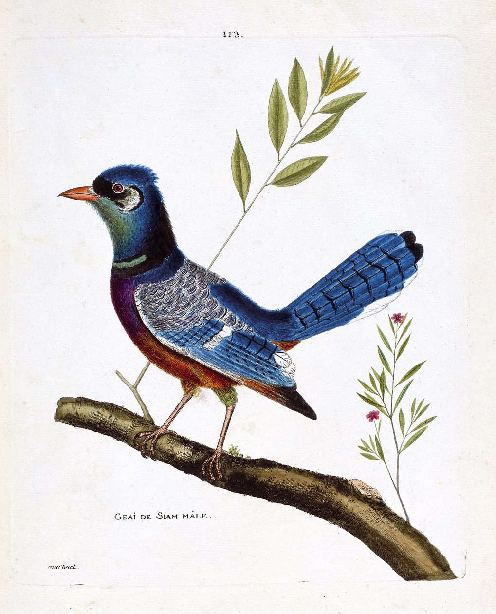 Zoologische Tafel (Ornithologie): Männlicher Siam-Eichelhäher (Blauer Eichelhäher oder Cyanocitta cristata) auf einem Ast. Illustration in „Die Geschichte der Vögel, gemalt in ihren erscheinenden und empfindlichen Aspekten“ von Francois Nicolas Martinet (1 von Francois Nicolas Martinet