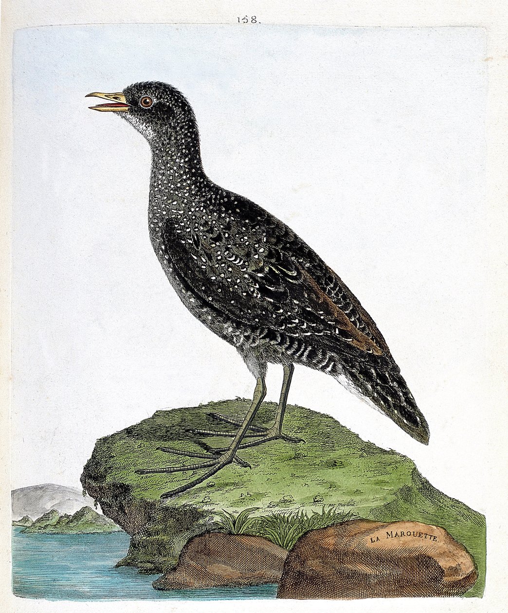 Zoologische Tafel (Ornithologie): Marouette (Porzana porzana). Illustration in „Die Geschichte der Vögel“ von Francois Nicolas Martinet (1731-1800). Private Sammlung. von Francois Nicolas Martinet