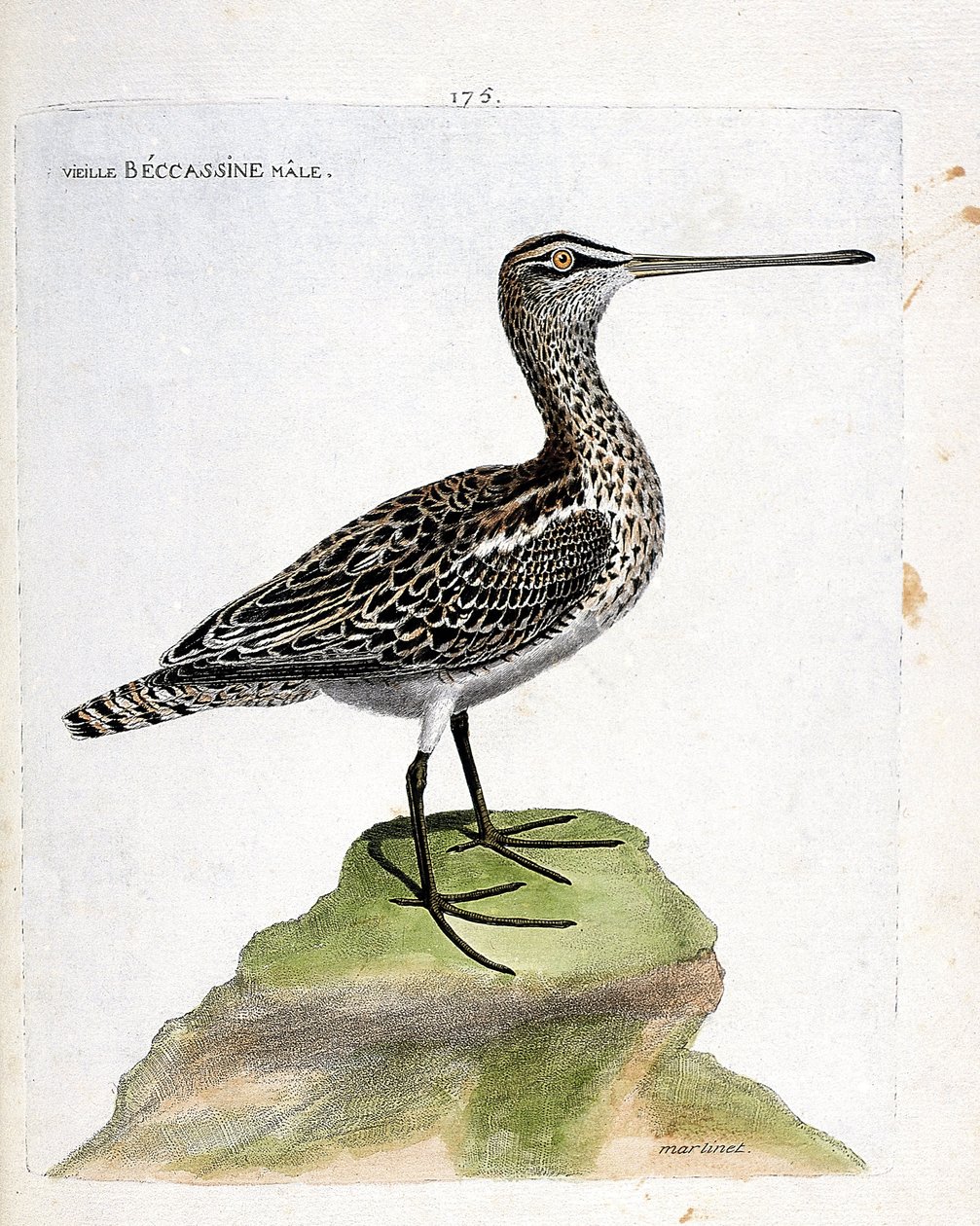 Zoologische Tafel (Ornithologie): Alter männlicher Bekassine (Sumpfbekassine oder Gallinago gallinago). Illustration in „Die Geschichte der Vögel, gemalt in ihren erscheinenden und empfindlichen Aspekten“ von Francois Nicolas Martinet (1731-1800). Private  von Francois Nicolas Martinet