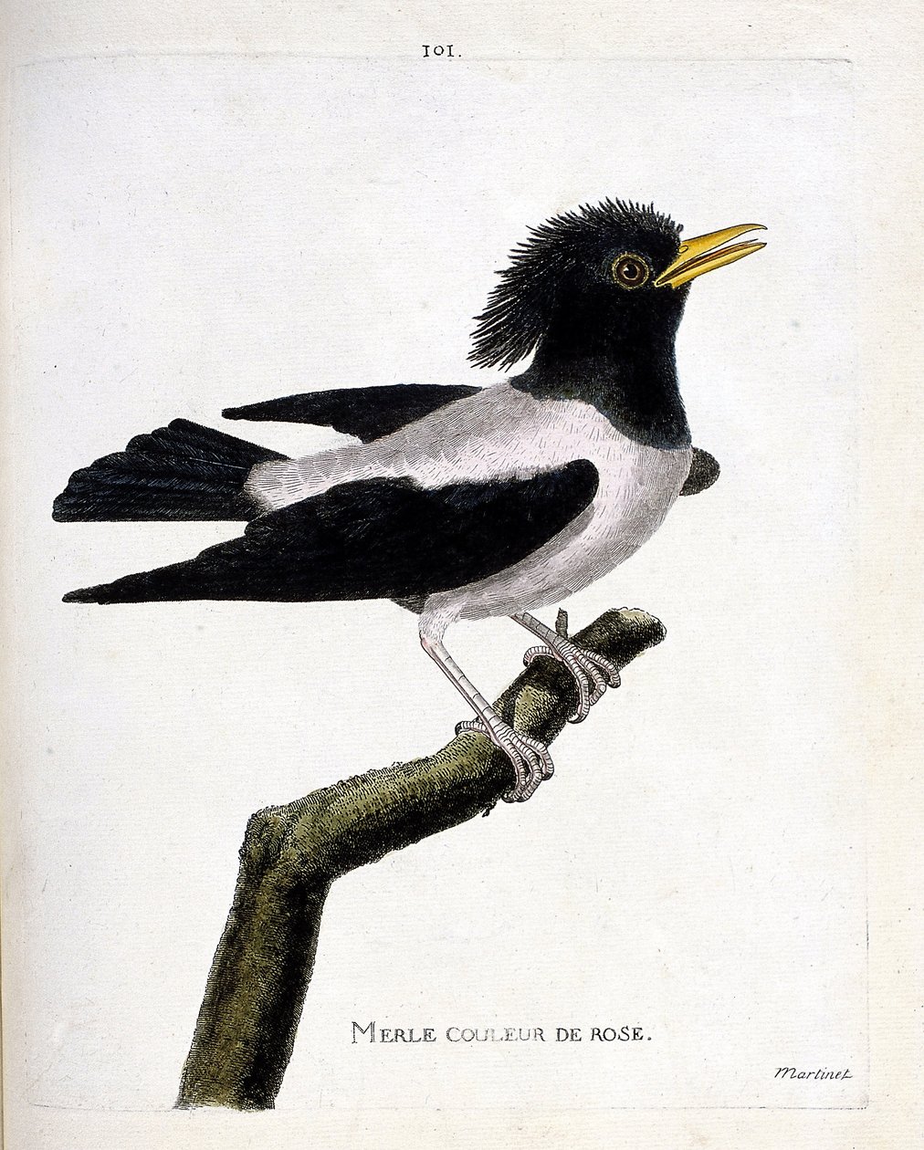 Zoologische Tafel (Ornithologie): Der rosa Star (Rosenstar oder Sturnus roseus) auf einem Ast. Illustration in „Die Geschichte der Vögel, gemalt in ihren erscheinenden und empfindlichen Aspekten“ von Francois Nicolas Martinet (1731-1800). Private Sammlung. von Francois Nicolas Martinet