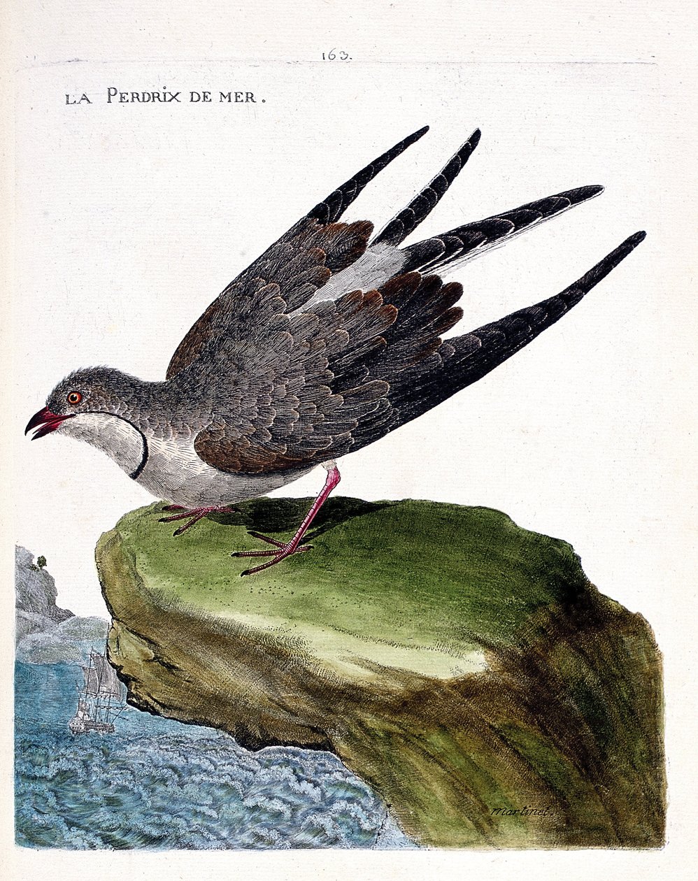 Zoologische Tafel (Ornithologie): Die Rotflügel-Brachschwalbe (Glareola pratincola). Illustration in „Die Geschichte der Vögel, gemalt in ihren erscheinenden und empfindlichen Aspekten“ von Francois Nicolas Martinet (1731-1800). Private Sammlung. von Francois Nicolas Martinet