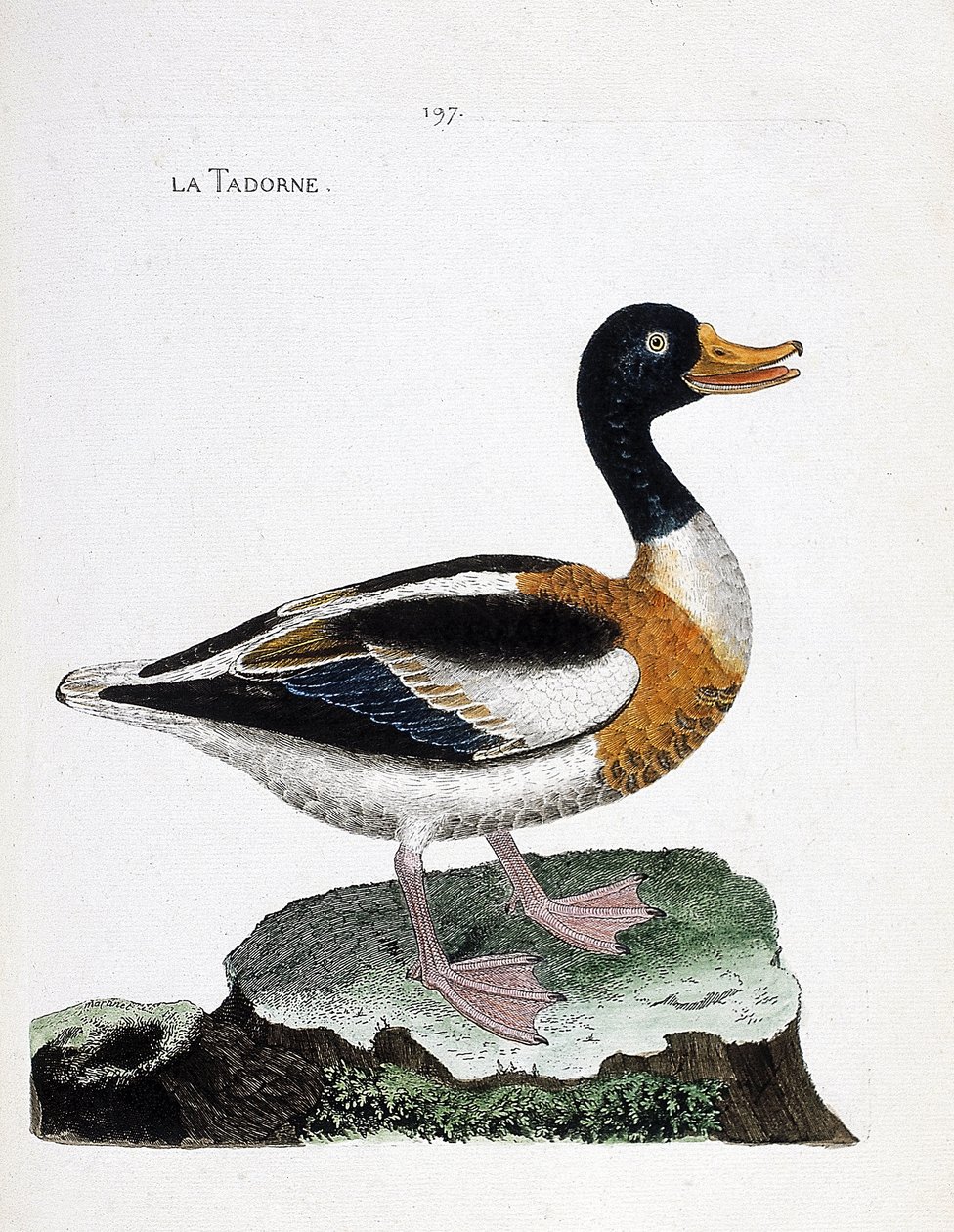 Zoologische Tafel (Ornithologie): Brandgans (Tadorna tadorna). Illustration in „Die Geschichte der Vögel, gemalt in ihren erscheinenden und empfindlichen Aspekten“ von Francois Nicolas Martinet (1731-1800). Private Sammlung von Francois Nicolas Martinet