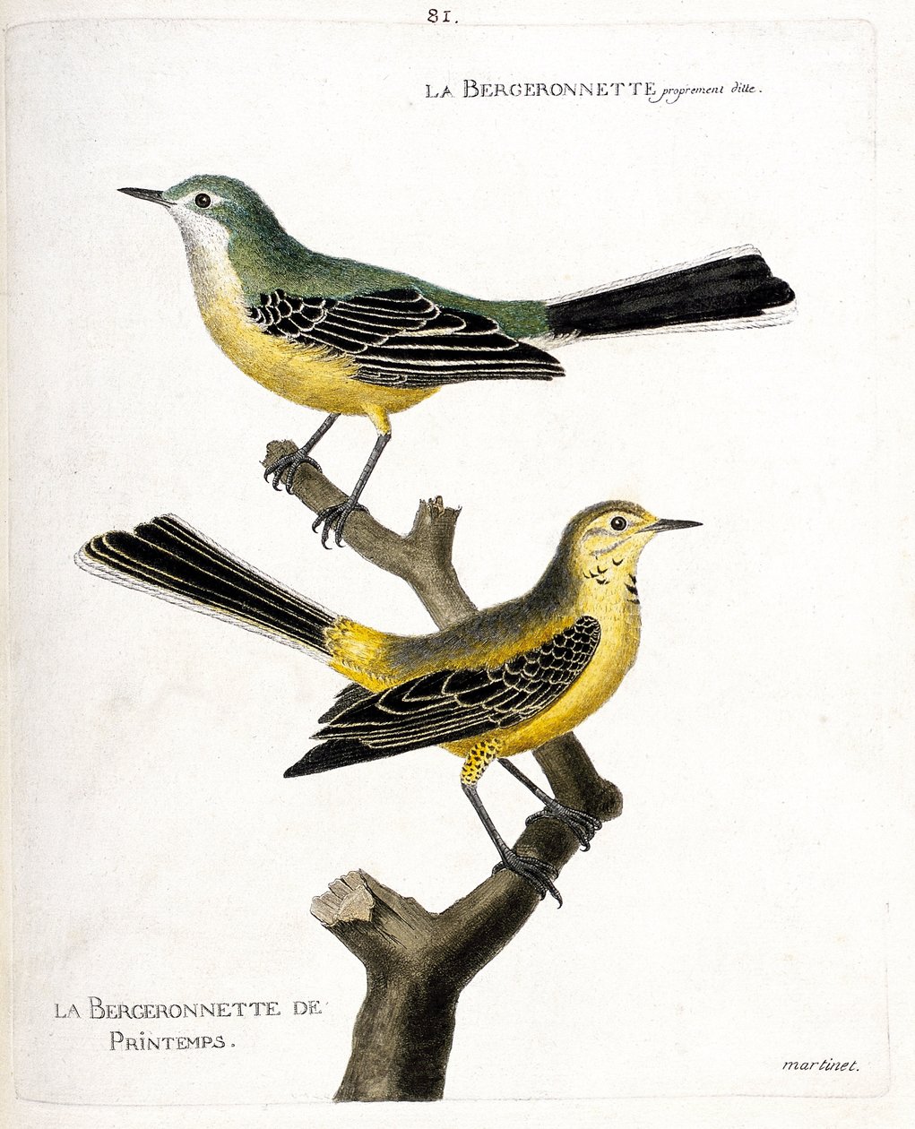 Zoologische Tafel (Ornithologie): Die Bachstelze und die Frühlingsbachstelze (Frühlingsbachstelze oder Motacilla flava) auf einem Ast. Illustration in „Die Geschichte der Vögel, gemalt in ihren erscheinenden und empfindlichen Aspekten“ von Francois Nicolas von Francois Nicolas Martinet