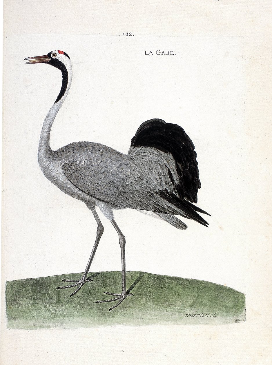 Zoologische Tafel (Ornithologie): Der Kranich (Grauer Kranich oder Grus grus). Illustration in „Die Geschichte der Vögel, gemalt in ihren erscheinenden und empfindlichen Aspekten“ von Francois Nicolas Martinet (1731-1800). von Francois Nicolas Martinet
